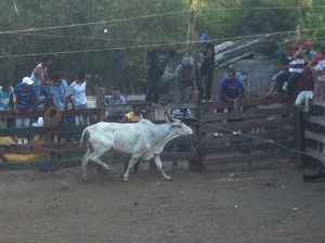 fiesta rodeo 011