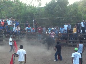 fiesta rodeo 016
