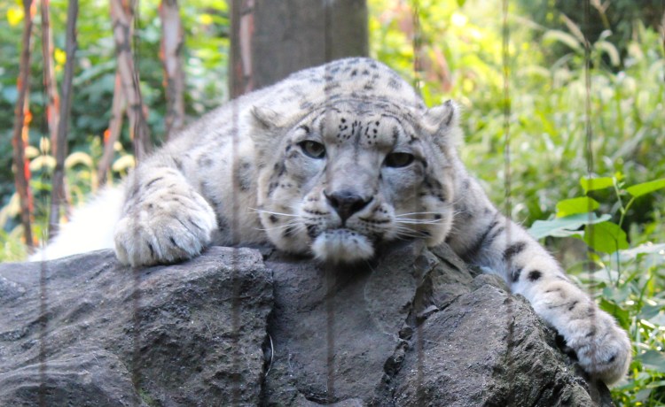 Mountain lion at Central Park zoo