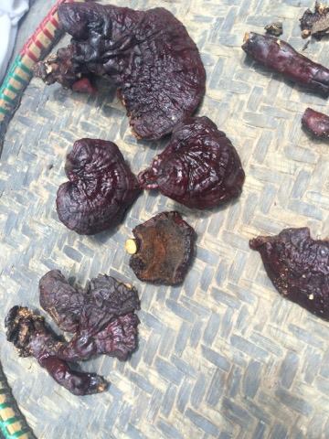 Reishi mushroom - Ngima Sherpa, Nepal