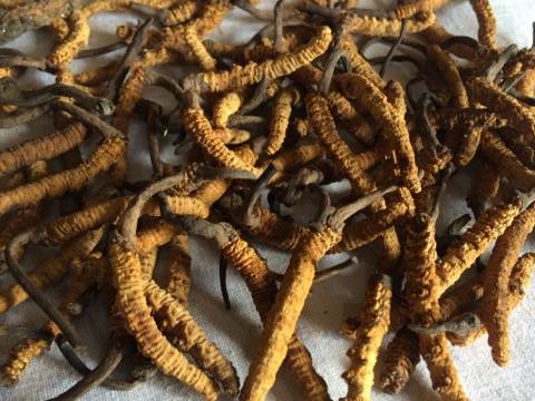 Yartsa gunbu - Nepal