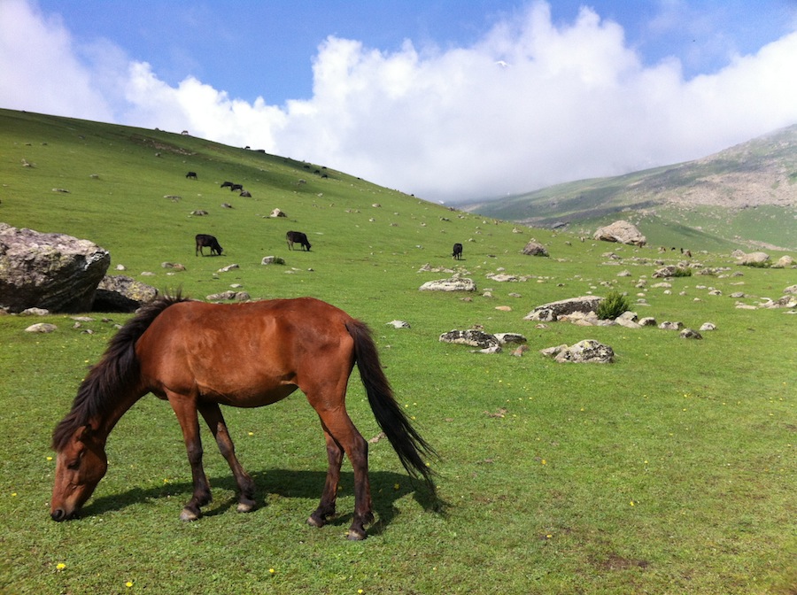 Horses at Trunkhul - Kashmir