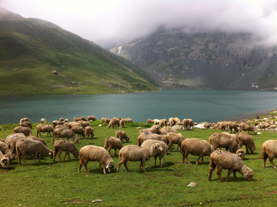 Sheeps on Nundkol lake - Kashmir